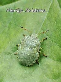 Groene stinkwants [Palomena prasina]